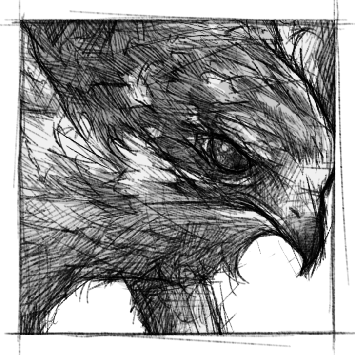 Ein Detailbild von einem Adler im Skizzenstil